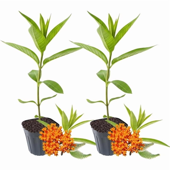 2 Butterfly Milkweed Plants Live, Asclepias Tuberosa Tropical Milkweed Flowers for Butterfly Garden, 4-9" Tall Perennials, No Pot Included (Orange Milkweed)