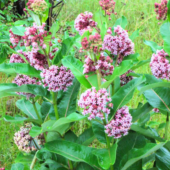 2 Butterfly Milkweed Plants Live, Broadleaf Milkweed Live Plants, Asclepias Tuberosa Plants, 4-9" Height for Outdoor Planting
