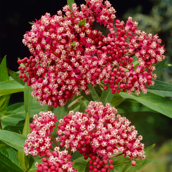 2 Butterfly Milkweed Plants Live, Deep Red Milkweed Live Plants, Asclepias Tuberosa Plants, 4-9 Inch HeightIndoor Outdoor
