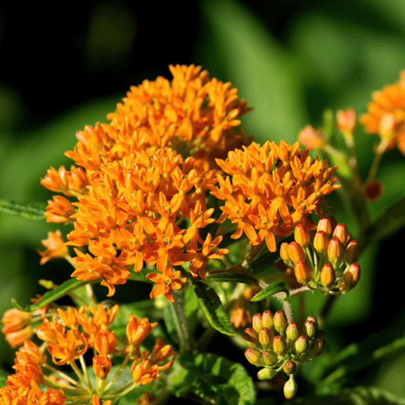 2 Butterfly Milkweed Plants Live, Orange Milkweed Live Plants, Asclepias Tuberosa Plants, 4-9 Inch HeightIndoor Outdoor