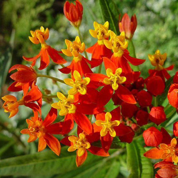 2 Butterfly Milkweed Plants Live, Tropical Red Milkweed Live Plants, Asclepias Tuberosa Plants, 4-9 Inch HeightIndoor Outdoor