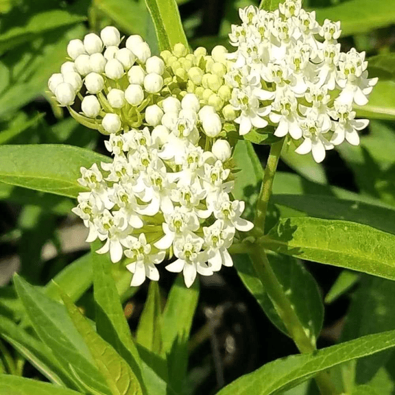 2 Butterfly Milkweed Plants Live, White Milkweed Live Plants, Asclepias Tuberosa Plants, 4-9 Inch HeightIndoor Outdoor