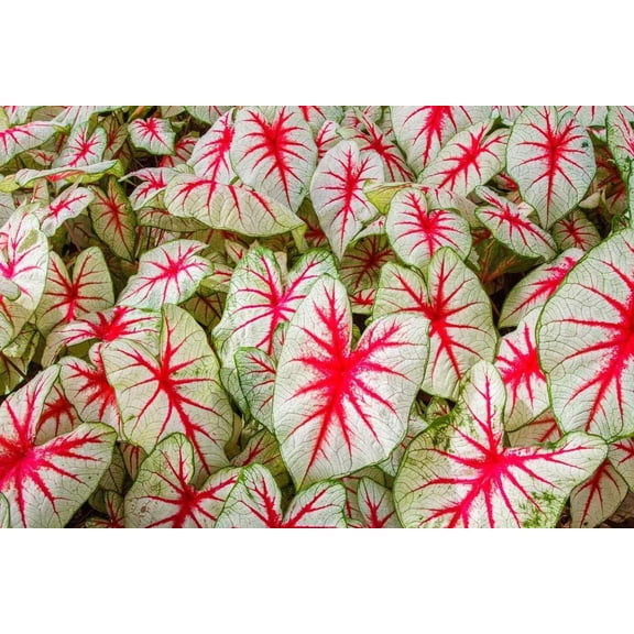 2 Caladium Fiesta Bulbs for Planting, White Red Green Caladium Tubers for Indoor or Outdoor Garden