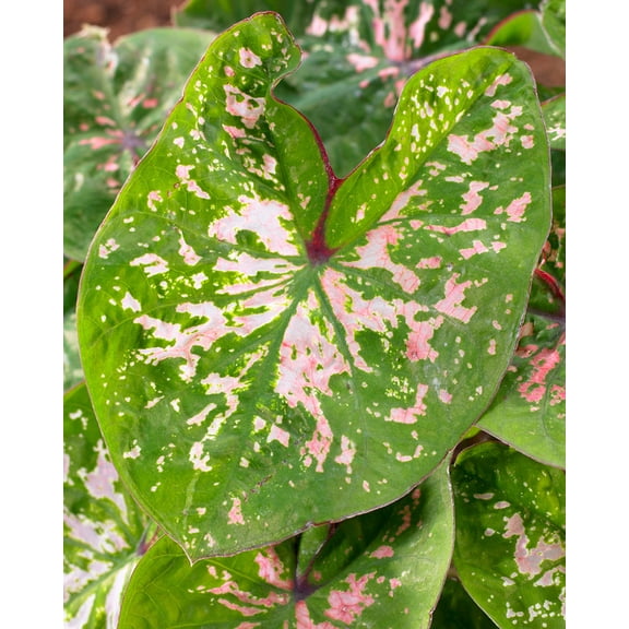 2 Caladium Florida Beauty Bulbs for Planting, Variegated Green Pink Caladium Tubers for Indoor or Outdoor Garden