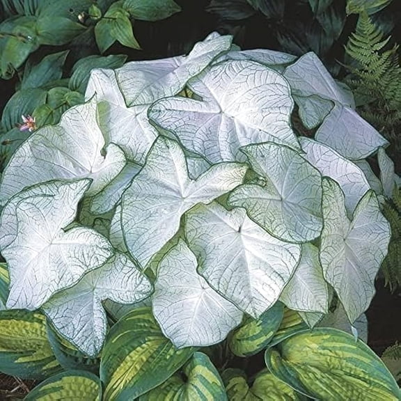 2 Caladium Florida Moonlight Bulbs for Planting, White Caladium Tubers for Indoor or Outdoor Garden
