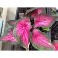 thumbnail image 1 of 2 Caladium ‘Sizzle’ Bulbs for Planting, Pink Green Caladium Tubers for Indoor or Outdoor Garden, 1 of 4