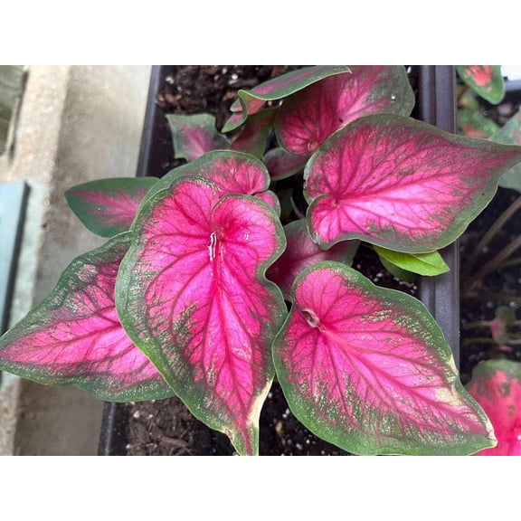 2 Caladium Sizzle Bulbs for Planting, Pink Green Caladium Tubers for Indoor or Outdoor Garden