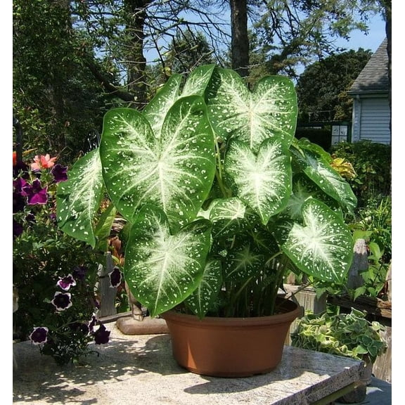 2 Caladium Stardust Bulbs for Planting, White Speckled Caladium Tubers for Indoor or Outdoor Garden