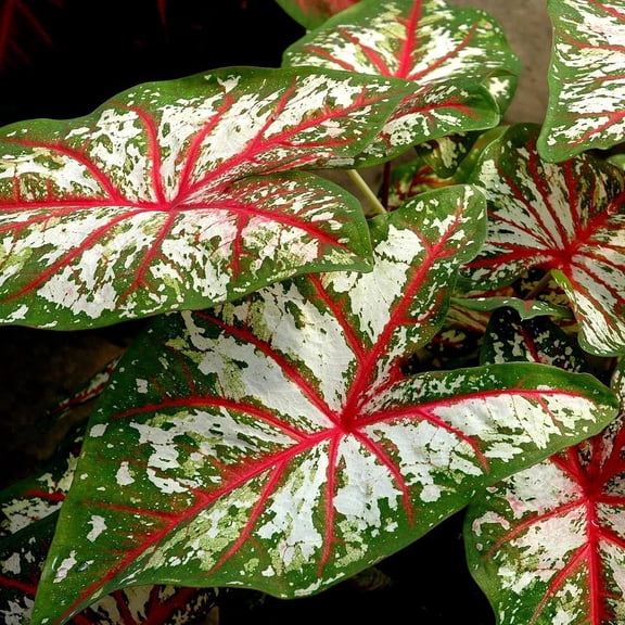 2 Caladium Tapestry Bulbs for Planting, Variegated Pink Green Caladium Tubers for Indoor or Outdoor Garden