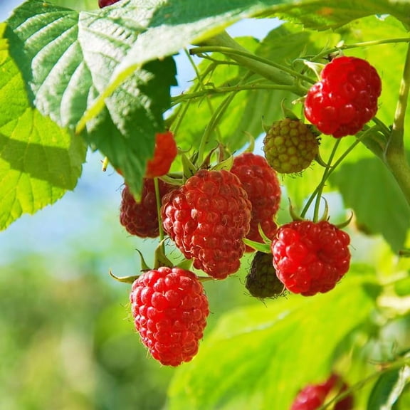 2 Caroline Raspberry Plants Live For Planting, Red Raspberry Bush Live Plants, Size 5-8 Inch Tall, Thornless Raspberry Trees