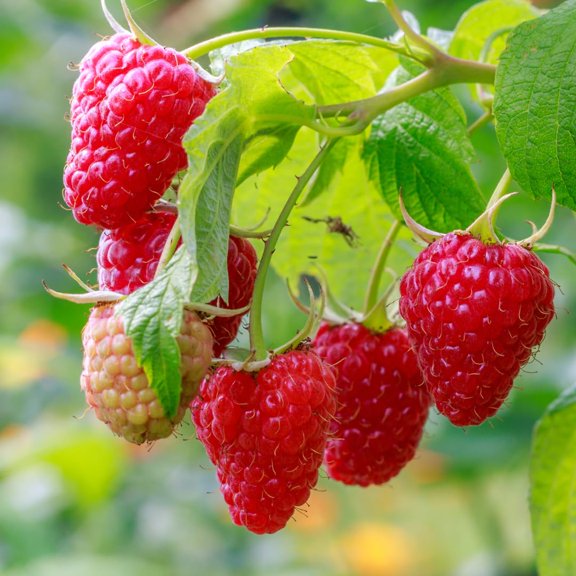 2 Caroline Raspberry Plants Live, Red Raspberry Bush Plants, Thornless Raspberry Trees , Size 5-8 Inch Tall For Planting