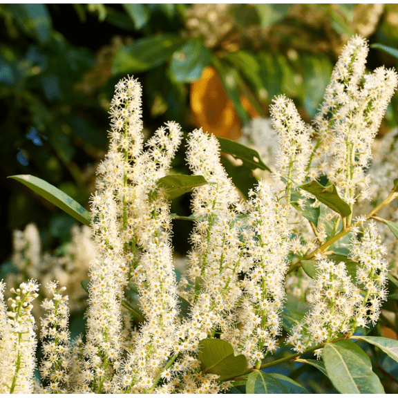 2 Cherry Laurel Trees Live Plants for Planting, 6-12" Dormant Bush Hedge Bare Roots Seedlings, Winter Dormant