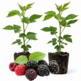 thumbnail image 1 of 2 Chester Blackberry Plants Live, Fruit Berry Bush, 4-7 Inch Tall, 1 of 5