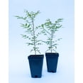 Chinese Pistache Tree Seedlings for Sustainable Landscaping and Agriculture