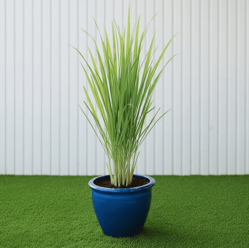 where to get lavender plants Munstead Lavender 4-Pack (Lavandula Angustifolia) - 1 Gal