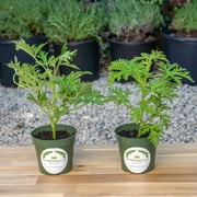 2 Citronella Plants, Mosquito Plant, Thriving Inside 4” Premium Nursery Pots, Live Plant,