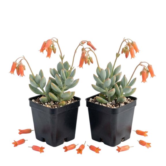 2 Cliff Cotyledon Live Plant, Cotyledon Pendens in 2 Inch Pot