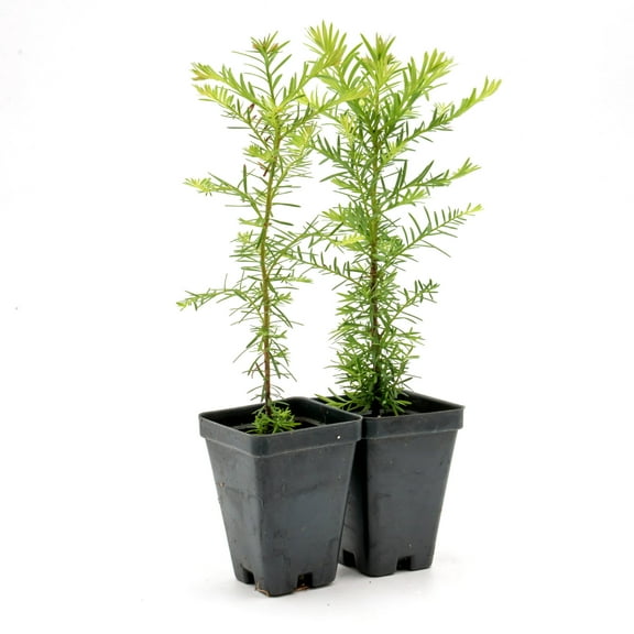 2 Coastal Redwood in 2.5” Nursery Cubes (Sequoia sempervirens) | Majestic Evergreen Tree for Shade, Privacy & Wildlife Support | Ready-to-Plant Live Starter Plants
