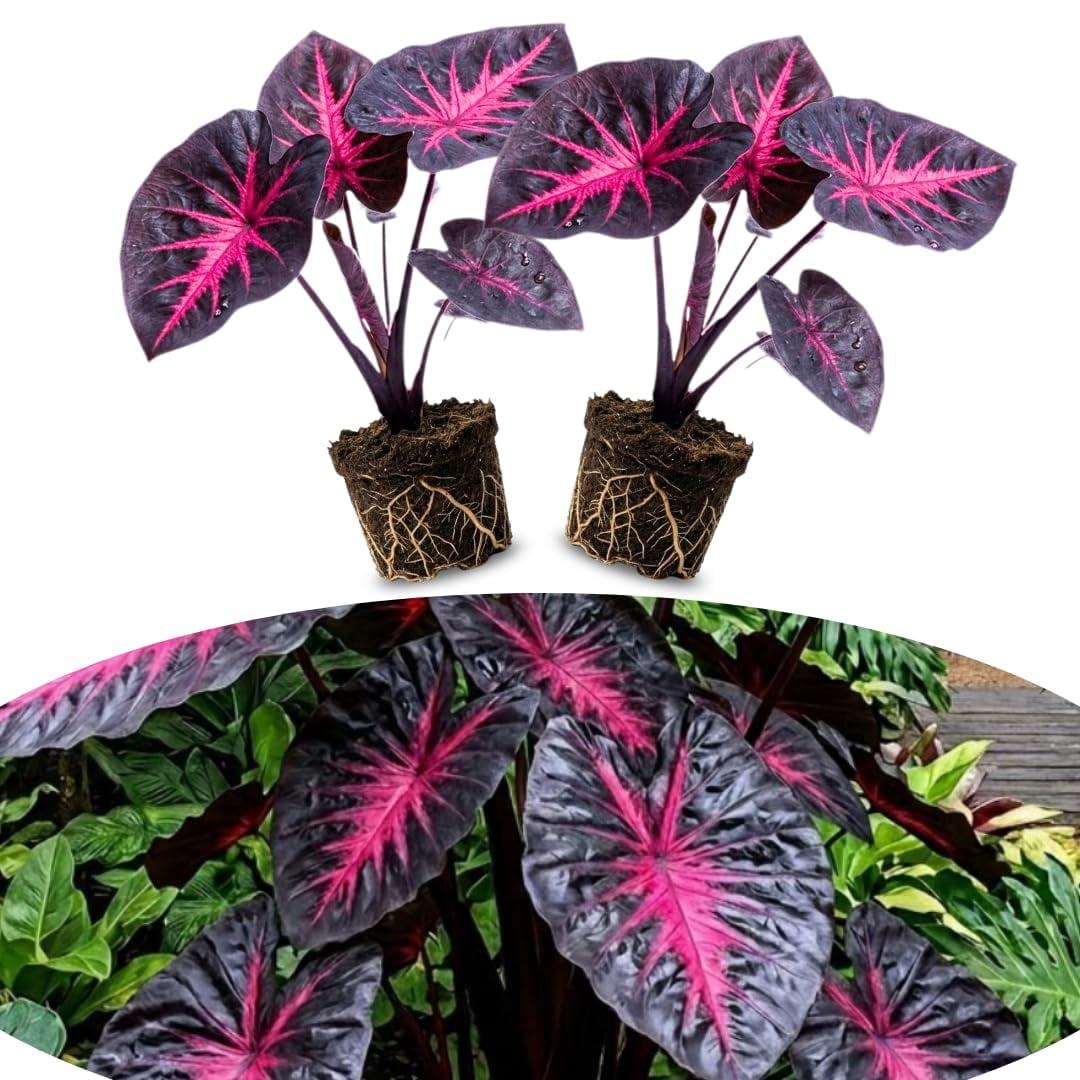 chinese money tree plant Variegated Chinese Money Plant ‘White Splash’ For Sale
