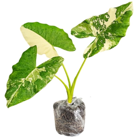 2 Colocasia Plants Live, Colocasia Esculenta Elephant Ears Live Plant, Esculenta Taro Houseplant, 5-7" Tall, No Pot (Bicolor Colocasia)