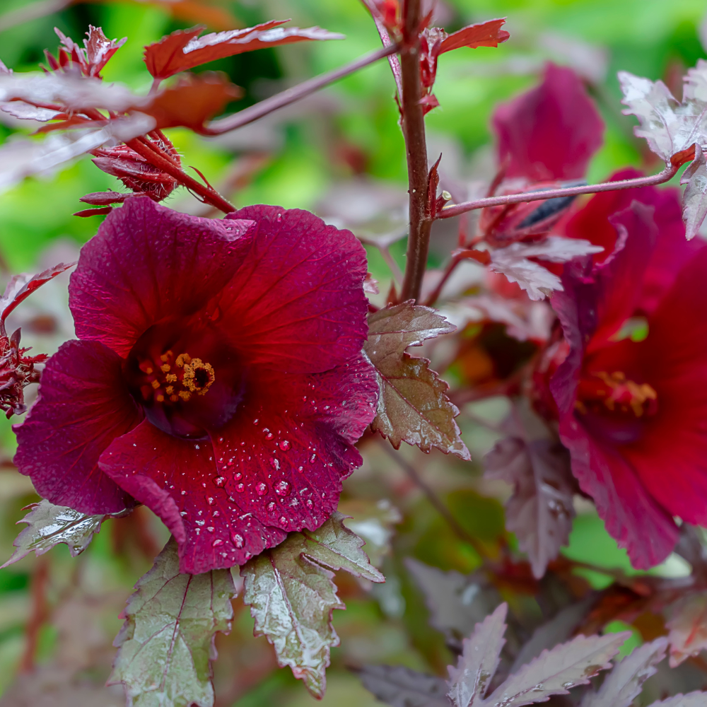 2 Cranberry Hibiscus Plants Live, Hibiscus Flower Plants, Outdoor Growing From 5 Inches