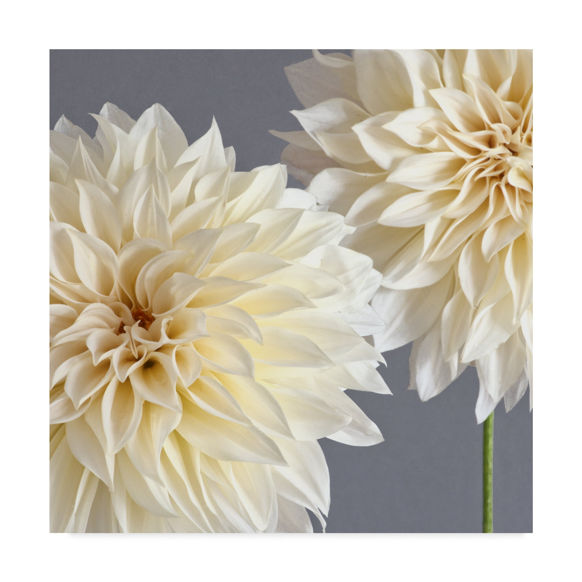 2 Cream Dahlias On Gray' Canvas Art by Tom Quartermaine