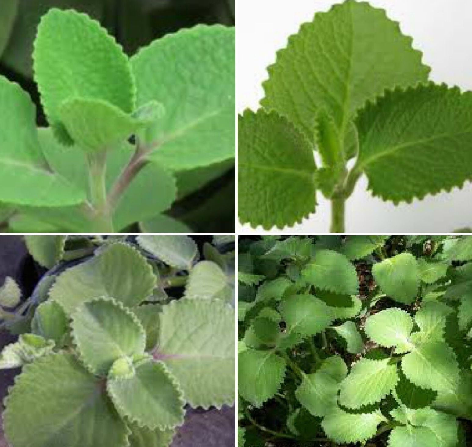 2 Live Cuban OreganoMexican MintSpanish Thyme Plants 57 Inches Tall