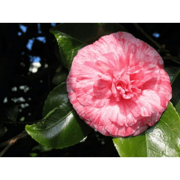 2 Dad's Pink Camellia in 4 inch pot *Cold and Heat Sensitive* Cannot Ship Out of the USA
