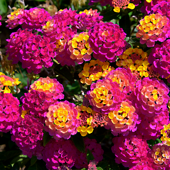 2 Dark Pink Lantana Plants Live, Perennial Lantana Flowers Outdoor Planting 4 to 6 Inches