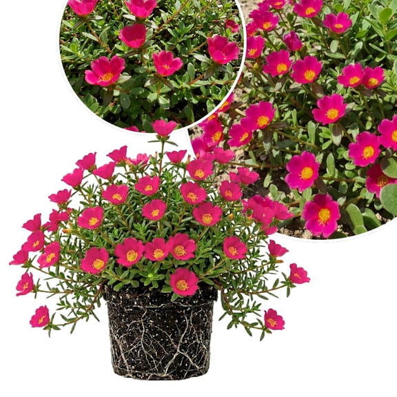 2 Deep Pink Portulaca Plants Live, Moss Rose Portulaca Plants, 4-7'' Tall, Flowering Groundcover Garden