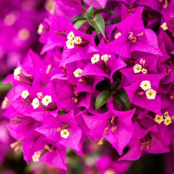 2 Deep Purple Bougainvillea Plants Live, 4-8 Tall Flowering Bougainvillea Vines, Tropical Climbing Plants for Garden or Containers, No Pot