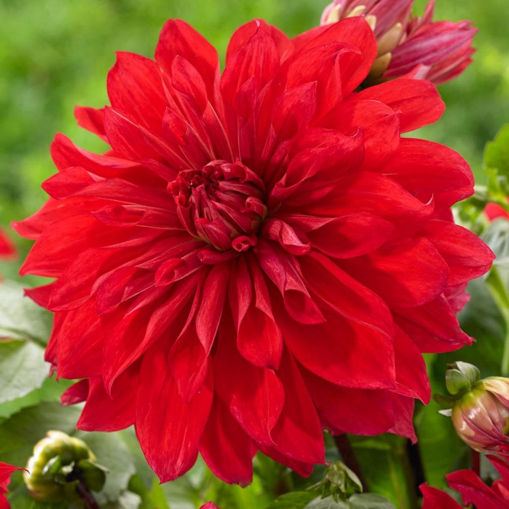 2 Dinner Plate Dahlias, Babylon Red