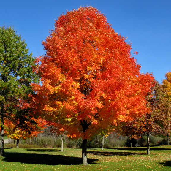 2 Dormant Sassafras Tree Live Plants, Fragrant Red Leaves in Fall, Dormant Bareroot from 12-18 Inches Tall