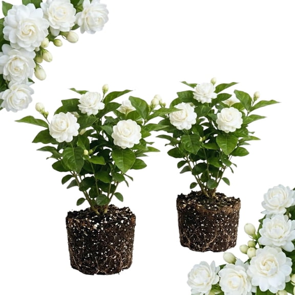 2 Double Jasmine Plants Live, 4 to 7 Inc Tall, Jasmine Flower Plant Fragrant Perennial All Year