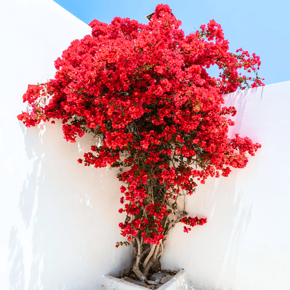 2 Double Red Bougainvillea Plants Live, 4-8 Tall Flowering Bougainvillea Vines, Tropical Climbing Plants for Garden or Containers, No Pot