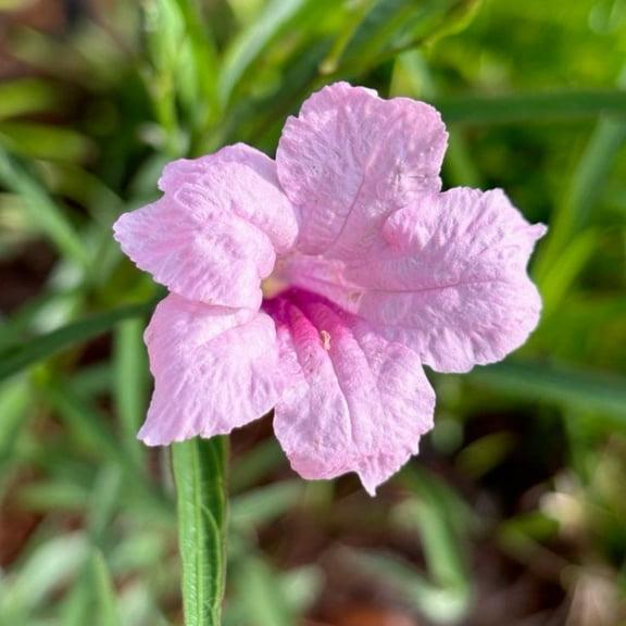 2 Dwaft Pink Mexican Petunia Plant Live, Live Petunia Flower Plant Growing Outdoor, 4 to 8 Inches Tall