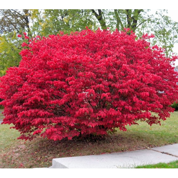 2 Dwarf Burning Bush Live Bare Root Plants, 6-12 Inch Hardy Shrubs for Outdoor Planting, Vibrant Perennial Bushes