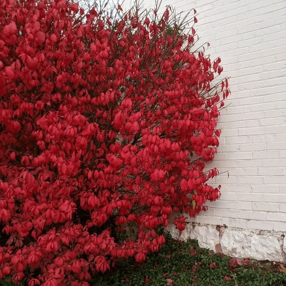 2 Dwarf Burning Live Plant, Dwarf Burning Bush Live 4 Inch, Outdoor Gardening, Plant in Pot