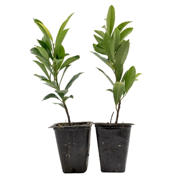 2 Dwarf Carolina Cherry Laurel – Compact Evergreen Privacy Shrub for Hedges & Screens (Prunus caroliniana ‘Compacta’) in 3.5” Cubes, Live Plants