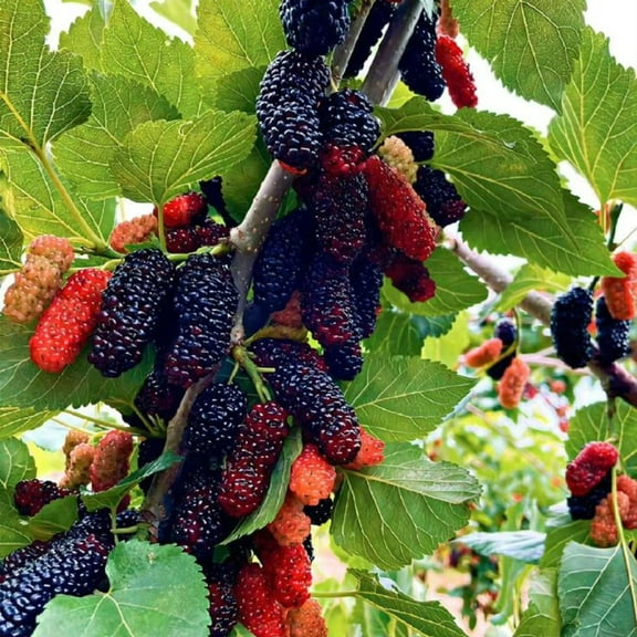 2 Dwarf Mulberry Trees, Mulberry Plants Live 4-9 Inches Tall, Suitable for Indoor or Outdoor Garden