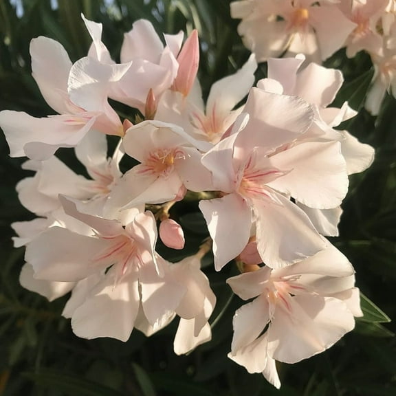 2 Dwarf Salmon Oleander Plant Live, Oleander Flower Live Plant for Indoor and Outdoor Growing, 4-8 Inch