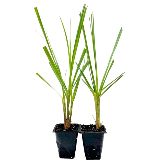 2 Dwarf White Pampas Grass – Compact Ornamental Grass with Large White Plumes for Screens & Accents (Cortaderia selloana ‘Pumila’) in 3.5” Cubes, Live Plants