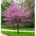 thumbnail image 1 of 2 Eastern Redbud Trees Bareroot 18-24" Stunning Spring Blooms!, 1 of 2