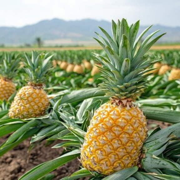 2 Elite Gold Pineapple Plants Live, 4-8 Inc Tall, Pineapple Fruit Trees Live Plants, Pineapple Seedlings