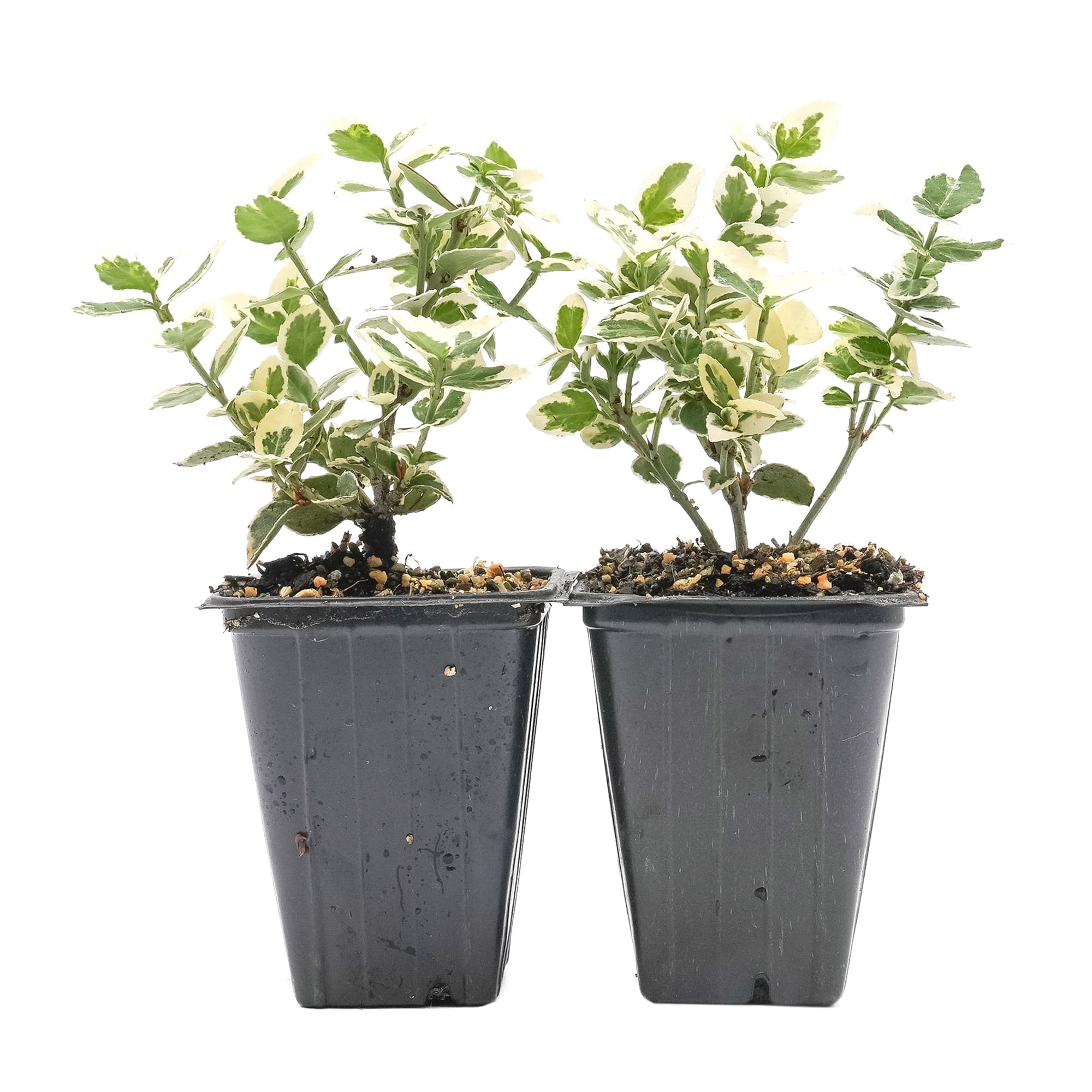 2 Emerald Gaiety Euonymus in 3.5" Nursery Cubes | Euonymus fortunei  Emerald Gaiety | Live Plants | Variegated Evergreen Shrub for Borders, ...
