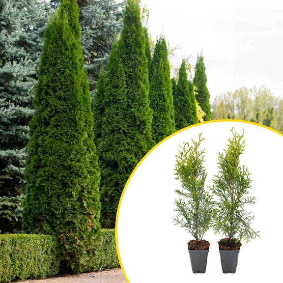 2 Emerald Green Arborvitae Saplings in 3.5” Cubes | Live Evergreen Privacy Hedge Tree | Upright Compact Form, Fast-Growing, Cold-Hardy Plant for Screens & Landscaping (Thuja occidentalis 'Smaragd')