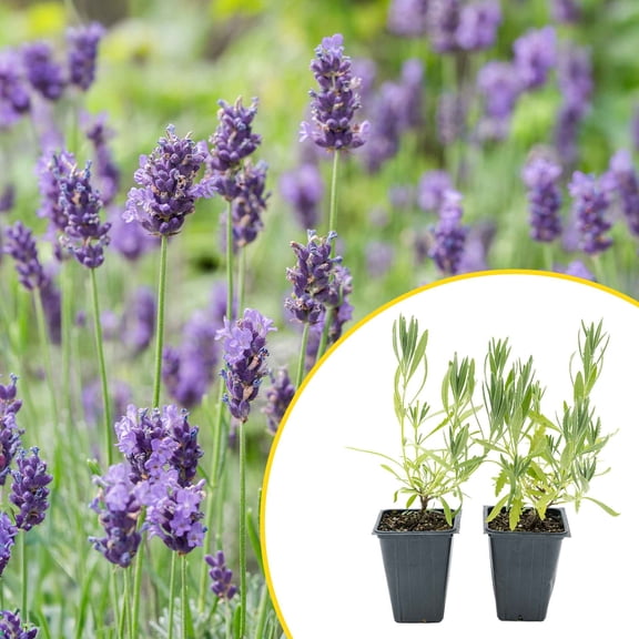 2 English Lavender Plants in 3.5" Cubes | Live Fragrant Evergreen Shrub with Aromatic Purple Blooms | Flowering Perennial Herb for Landscaping, Gardens & Containers (Lavandula angustifolia)