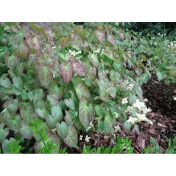 2 Epimedium 'Barrenwort' Plants Assorted Colors in 4" Pots