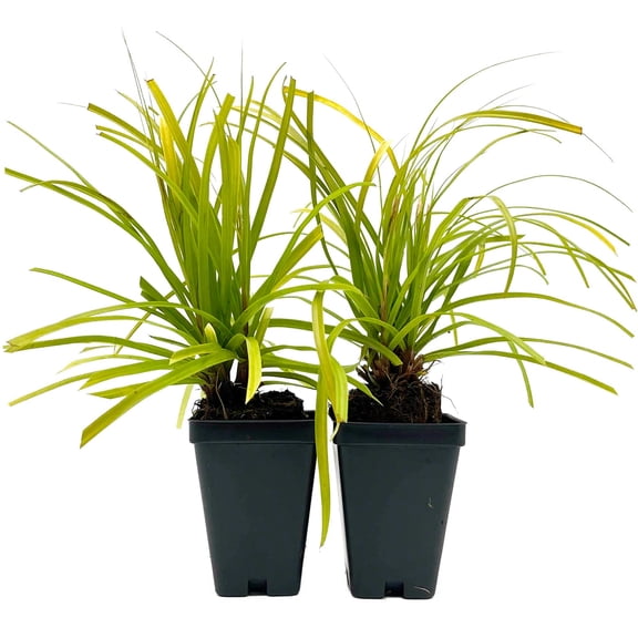 2 Everillo Sedge Grass – Evergreen Clumping Ornamental Grass with Arching Golden Foliage for Shade, Borders & Containers (Carex oshimensis ‘Everillo’) in 3.5″ Cubes, Live Plants