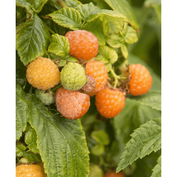 2 Fall Gold Raspberry Live Plants, Sweet Golden Raspberry Bushes, Cold Hardy Fruit Plants for Outdoor Garden, 4-8 Inch Tall